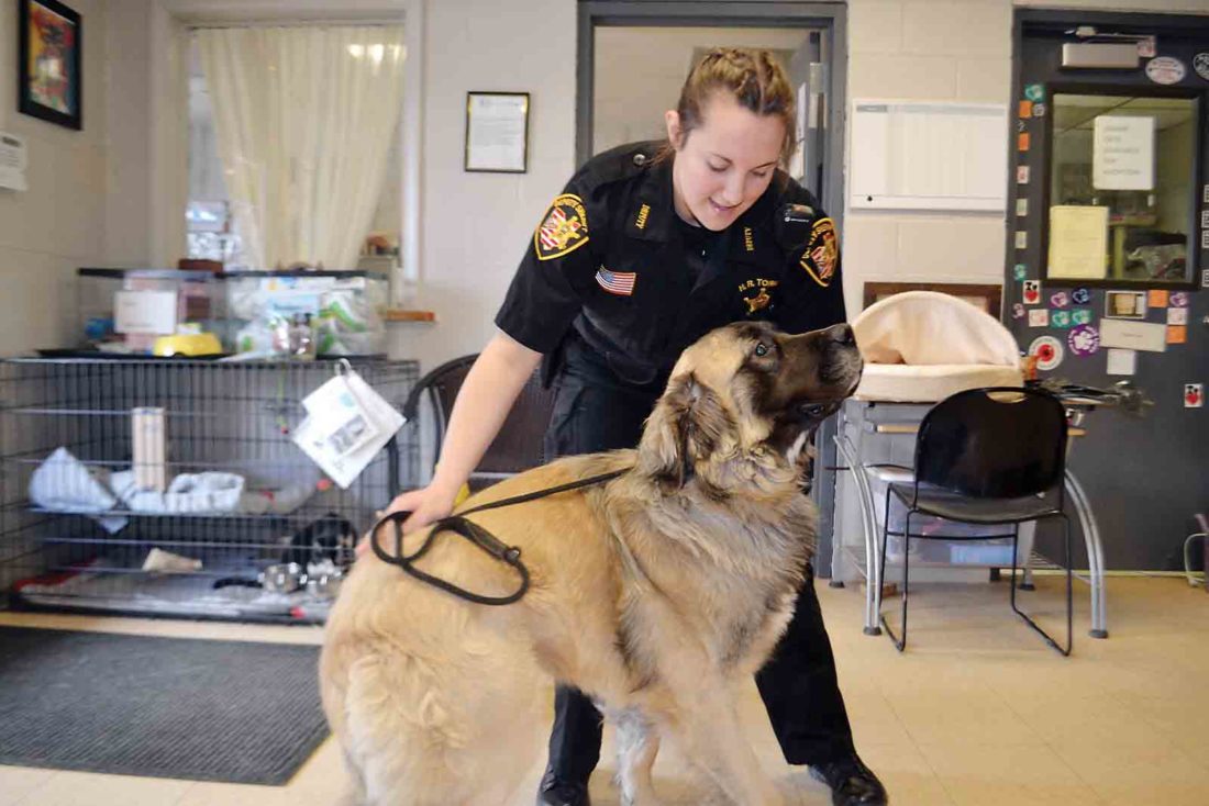 Loose dogs a concern for Washington County authorities, residents